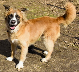 Australian Mountain Dog Dogs for adoption in Tehachapi, CA, USA