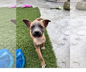 Mutt Dogs for adoption in Tracy City, TN, USA