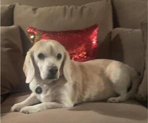 Bocker Dogs for adoption in Princeton, MN, USA