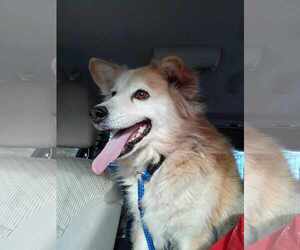 Mutt Dogs for adoption in Shelburne, VT, USA