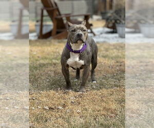 American Pit Bull Terrier-American Staffordshire Terrier Mix Dogs for adoption in Wenonah, NJ, USA
