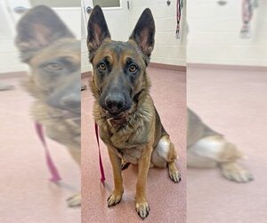 German Shepherd Dog-Unknown Mix Dogs for adoption in Ogden, UT, USA