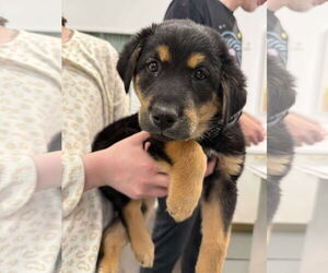 German Shepherd Dog-Unknown Mix Dogs for adoption in Holly Springs, NC, USA