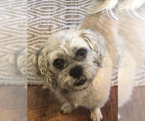 Shih Apso Dogs for adoption in Mountain Home, AR, USA