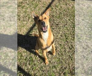 Labrador Retriever-Unknown Mix Dogs for adoption in Grovetown, GA, USA
