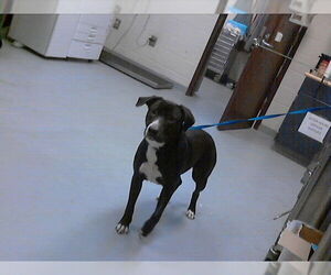 Mutt Dogs for adoption in Fayetteville, NC, USA