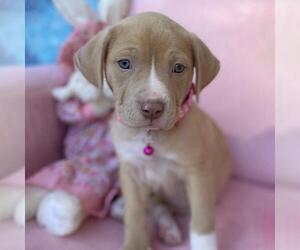 Labrador Retriever-Unknown Mix Dogs for adoption in San Diego, CA, USA