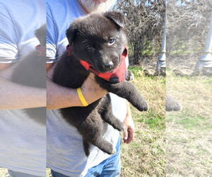 German Shepherd Dog Dogs for adoption in Bandera, TX, USA