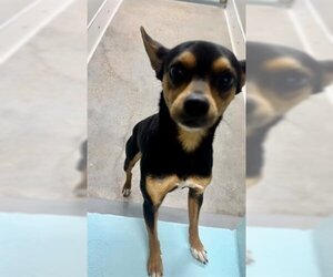 Miniature Pinscher Dogs for adoption in Temple, TX, USA