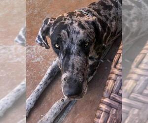Medium Photo #1 Great Dane Puppy For Sale in Prescott Valley, AZ, USA
