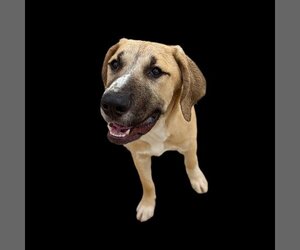 Saint Dane Dogs for adoption in Vail, AZ, USA