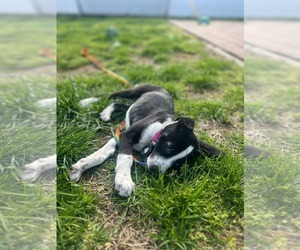 Labrador Retriever-Unknown Mix Dogs for adoption in Woodbury, NY, USA