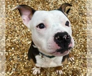 American Pit Bull Terrier Dogs for adoption in Washington, DC, USA