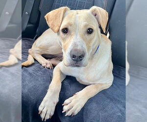 Labrador Retriever-Retriever  Mix Dogs for adoption in Washington, DC, USA