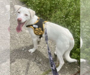 Labmaraner Dogs for adoption in Jefferson, NJ, USA
