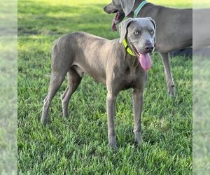 Weimaraner Dogs for adoption in Sarasota, FL, USA