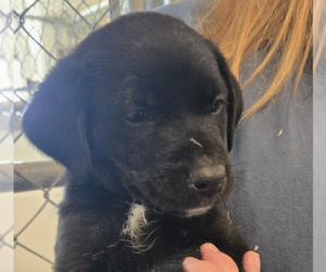 German Shepherd Dog-Unknown Mix Dogs for adoption in Unionville, PA, USA