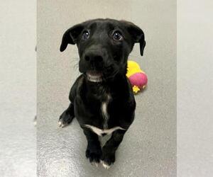 Plott Hound-Unknown Mix Dogs for adoption in San Francisco, CA, USA