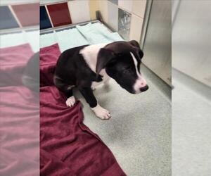Labrador Retriever-Unknown Mix Dogs for adoption in Plano, TX, USA