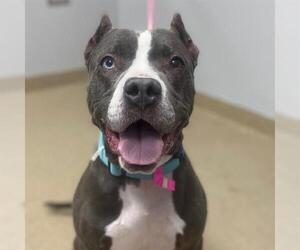 American Staffordshire Terrier Dogs for adoption in Aurora, CO, USA