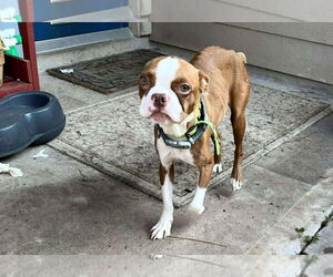 Boston Huahua Dogs for adoption in Princeton, MN, USA