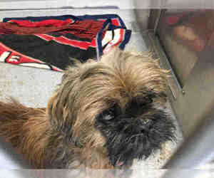 Brussels Griffon Dogs for adoption in Orange, CA, USA