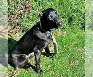 Doberman Pinscher-Weimaraner Mix Dogs for adoption in Aurora, OH, USA