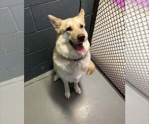 Siberian Husky-Unknown Mix Dogs for adoption in Rowlett, TX, USA