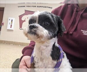 Shih Tzu-Unknown Mix Dogs for adoption in Springfield, MA, USA