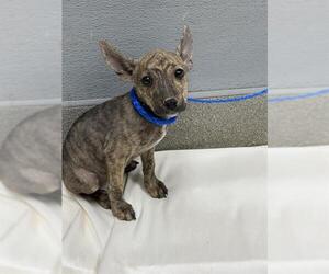 Labrador Retriever-Unknown Mix Dogs for adoption in Las Vegas, NV, USA