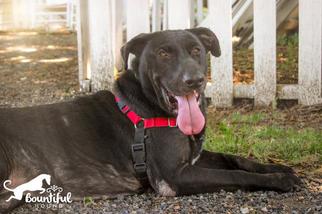 Labrador Retriever-Unknown Mix Dogs for adoption in Leonardtown, MD, USA