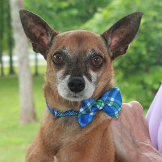 Chihuahua Dogs for adoption in Garfield Heights, OH, USA