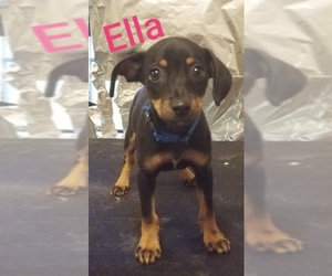 Chiranian Dogs for adoption in Zepheyrhills, FL, USA