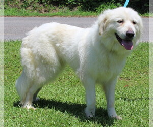 Great Pyrenees Dogs for adoption in Prattville, AL, USA