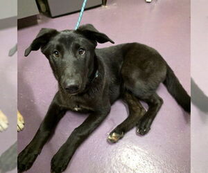 Shepradors Dogs for adoption in Long Beach, CA, USA