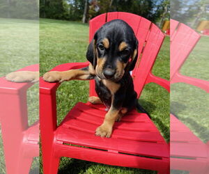 Labrador Retriever Dogs for adoption in Winter, WI, USA