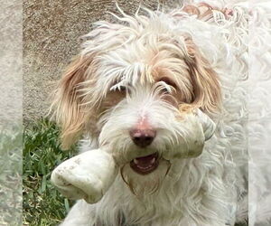 Mutt Dogs for adoption in Canton, CT, USA