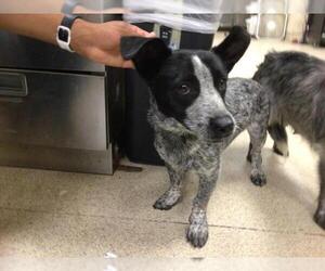 Australian Cattle Dog Dogs for adoption in Riverside, CA, USA