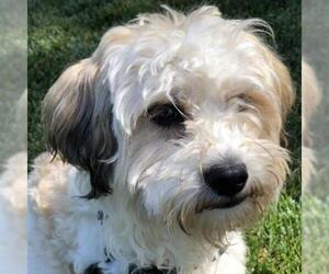 Lhasa Apso Dogs for adoption in Pleasant Hill, CA, USA