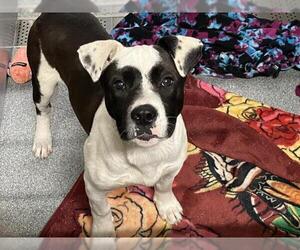 American Pit Bull Terrier Dogs for adoption in Orange, CA, USA