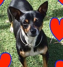 American Rat Pinscher Dogs for adoption in San Francisco, CA, USA