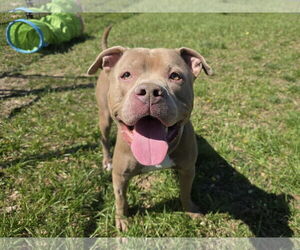American Pit Bull Terrier-Unknown Mix Dogs for adoption in Millersville, MD, USA