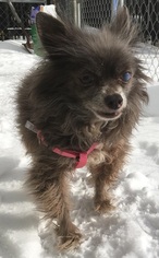 Chihuahua Dogs for adoption in Orleans, VT, USA