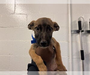 Mutt Dogs for adoption in Corona, CA, USA