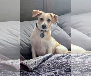 Toy Rat Doxie Dogs for adoption in Oakhurst, NJ, USA