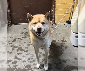 Shiba Inu-Unknown Mix Dogs for adoption in Stockton, CA, USA