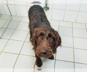 Labradoodle Dogs for adoption in Canfield, OH, USA