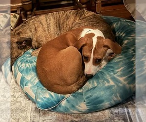 Unknown-Vizsla Mix Dogs for adoption in Mechanicsburg, PA, USA