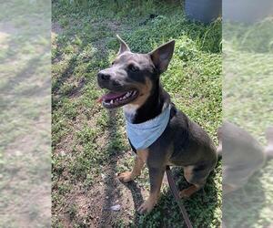 Catahoula Leopard Dog Dogs for adoption in San Antonio, TX, USA