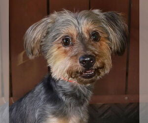 Mutt Dogs for adoption in Oakland Park, FL, USA
